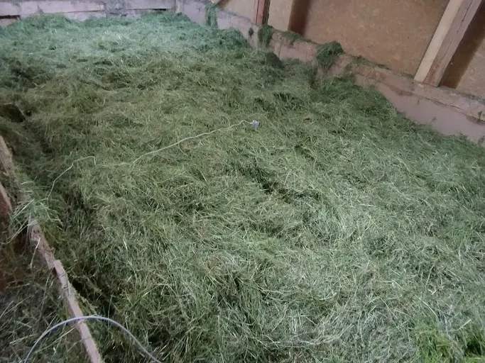 Freshly cut grass spread across the drying loft, a sensor cable running through it.